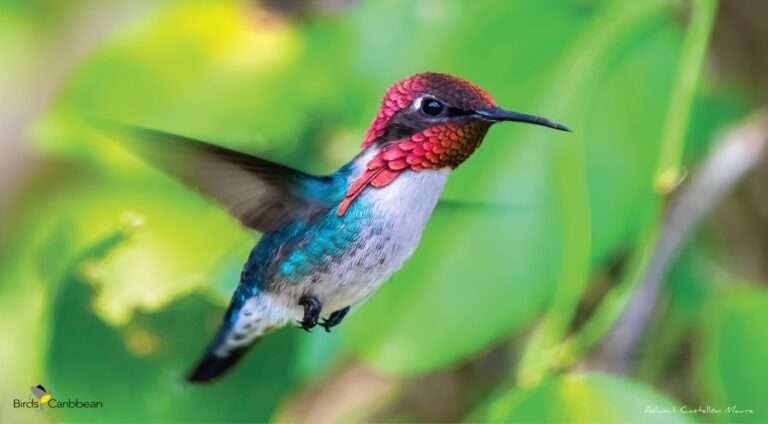 The Bee Hummingbird