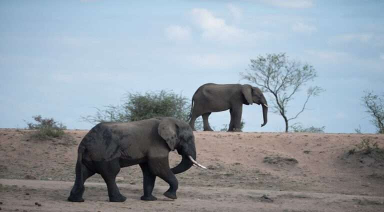 Namibia to Cull Wild Animals